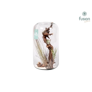 Green Bottle Isabella XXlarge met air tillandsia