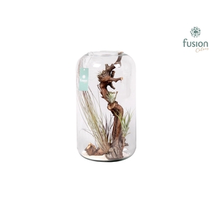 Green Bottle Isabella XXlarge met air tillandsia