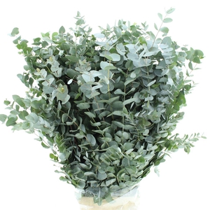 EUC CINEREA PER BOS