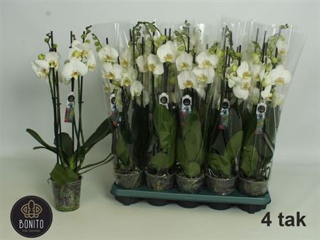 Phal An Nottingham
