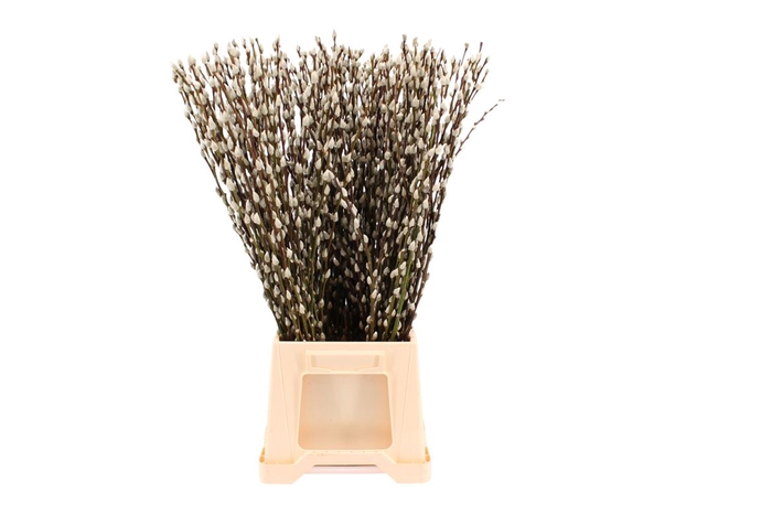 <h4>Salix Wilgenkatjes Wit ( Natuur ) 70cm</h4>