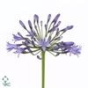 AGAP SWEDISH BLUE