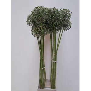 ALLIUM ZAADBOLLEN
