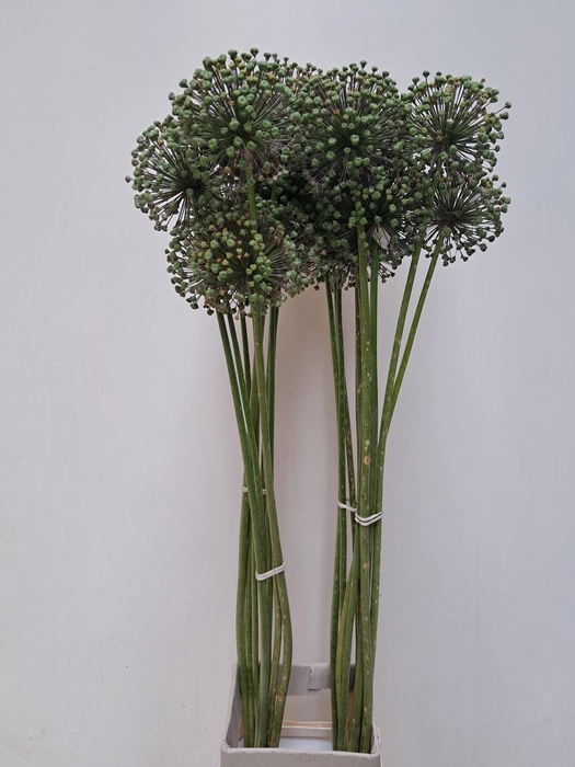 <h4>ALLIUM ZAADBOLLEN</h4>