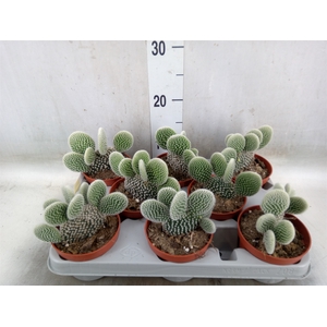 Opuntia microdasys 'Albispina'
