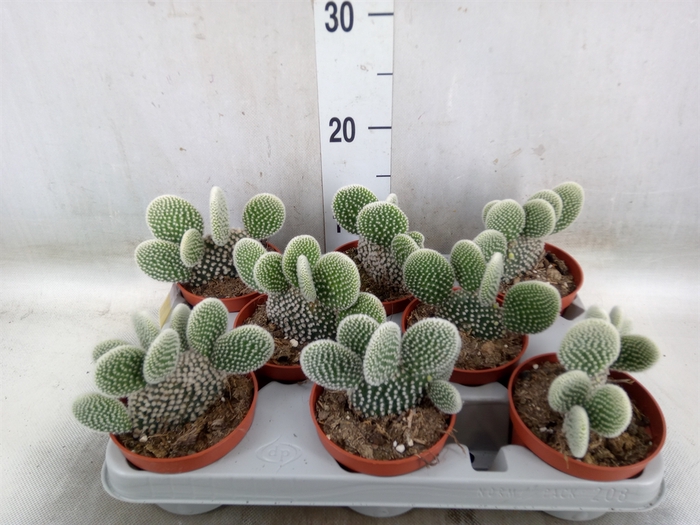 <h4>Opuntia microdasys 'Albispina'</h4>