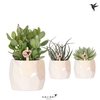 Kolibri Greens Succulenten mix in Pearl pot travertine