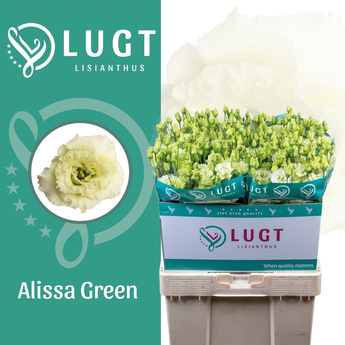 <h4>Lisianthus Alissa Green</h4>