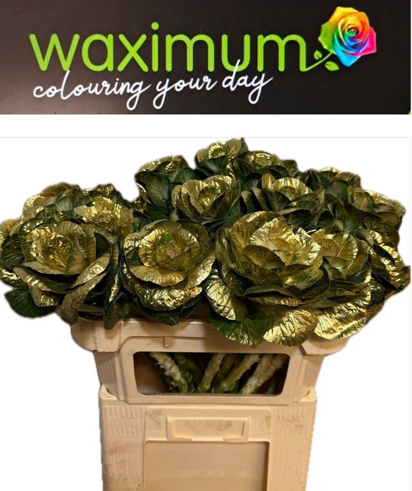 <h4>Brassica Goud 70cm</h4>