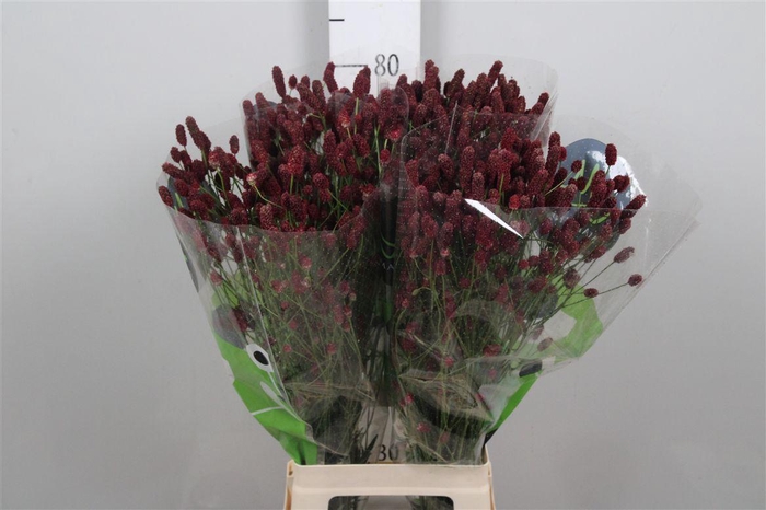 <h4>Sang Of Red Dream</h4>