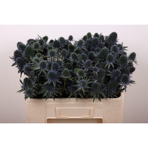 ERYN PERSEUS QUESTAR