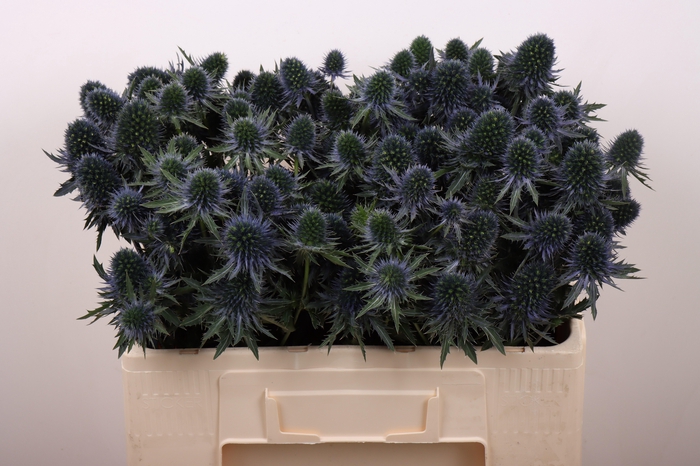 <h4>ERYN PERSEUS QUESTAR</h4>