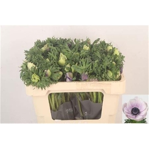 Anemone Galil Pastel