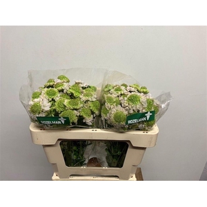 SCAB AT F VA B SCOOP