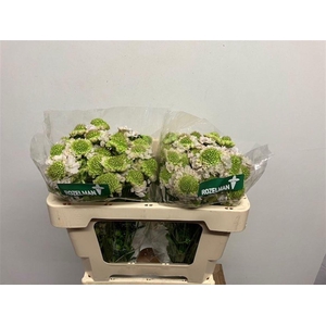 SCAB AT F VA B SCOOP