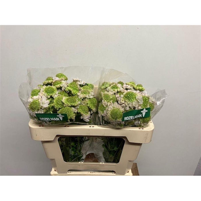 <h4>SCAB AT F VA B SCOOP</h4>