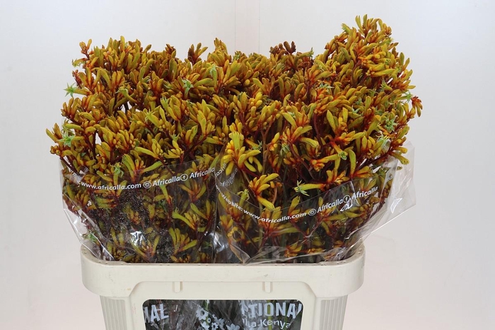 <h4>Kangaroo Paw Gold Fever</h4>