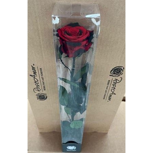 50cm Stem Red03
