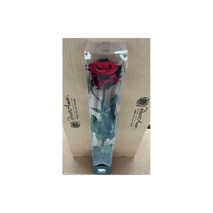 <h4>50cm Stem Red03</h4>