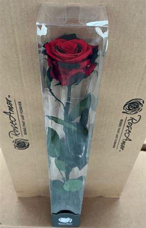 50cm Stem Red03