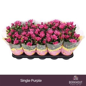 Chrysant Jackson Purple