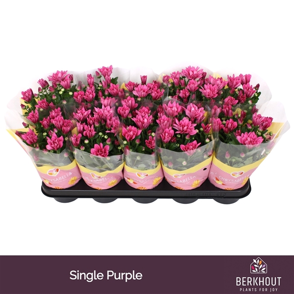 <h4>Chrysant Jackson Purple</h4>