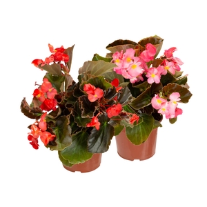 BEGONIA VIKING P15 VARIADO