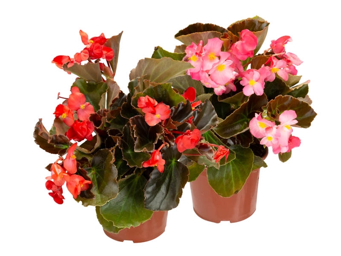 <h4>BEGONIA VIKING P15 VARIADO</h4>