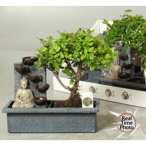 BONSAI GEM