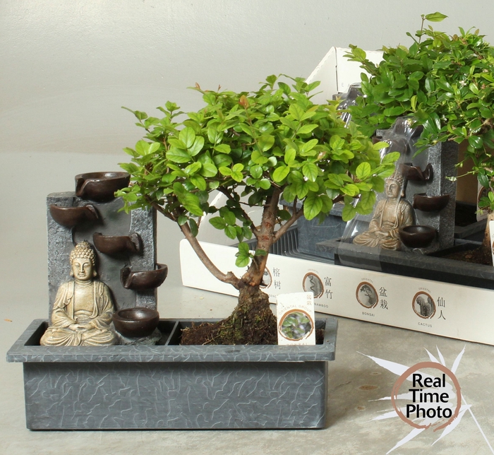 <h4>BONSAI GEM</h4>