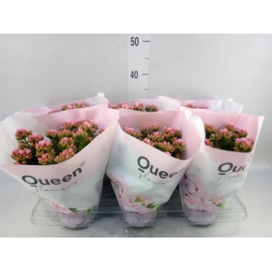 Kalanchoe  'MoreFlow Lillian'