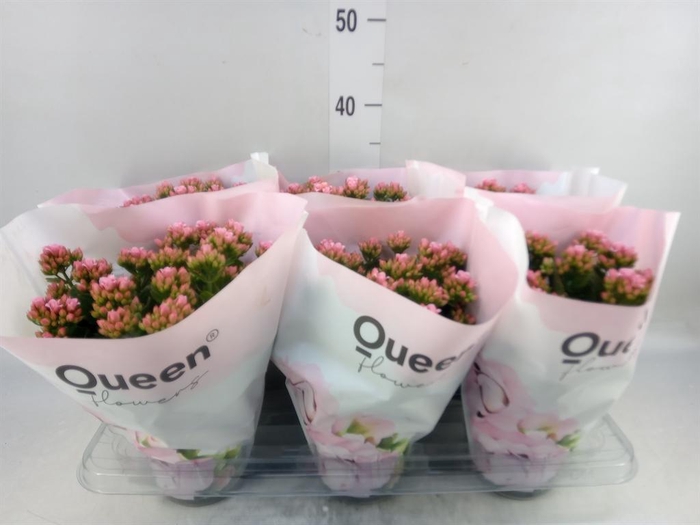 <h4>Kalanchoe  'MoreFlow Lillian'</h4>