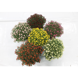 Bolchrysant mixdoos 45cm