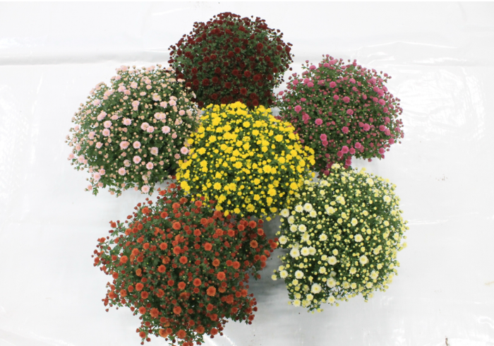 Bolchrysant mixdoos 45cm