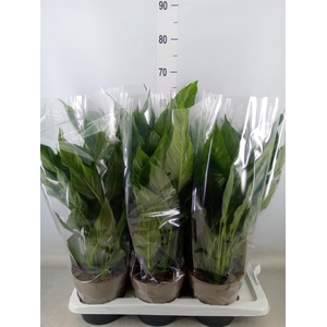 Spathiphyllum  'Diamond'