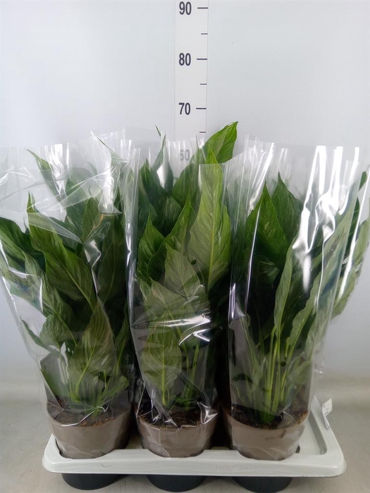 <h4>Spathiphyllum  'Diamond'</h4>