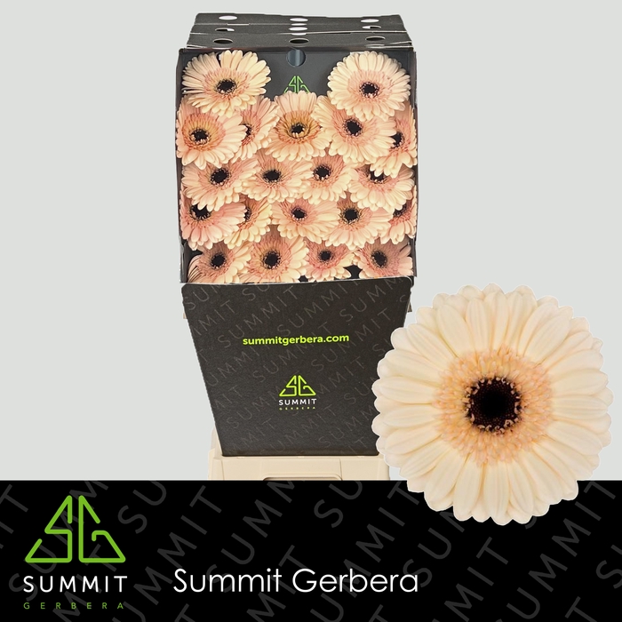 <h4>Germini Espresso Diamond per kaart</h4>
