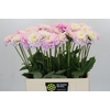 Dahlia Sweet Love