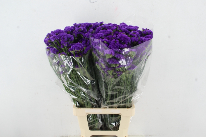 <h4>STATICE PURPLE</h4>