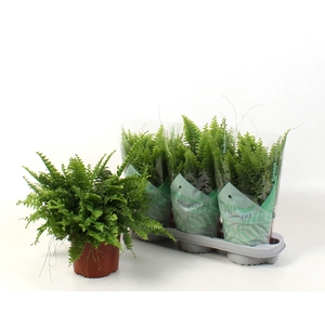 NEPHR EX GREEN MOMEN