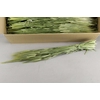 DF Hordeum (Gerst) Bs 280g