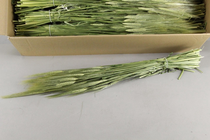 DF Hordeum (Gerst) Bs 280g