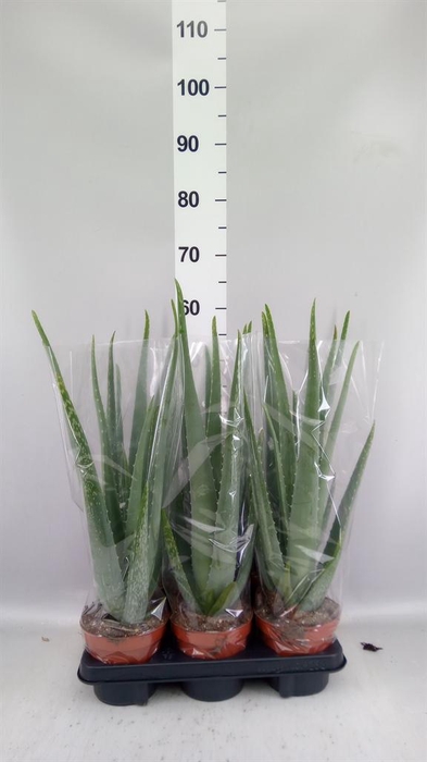 <h4>Aloe vera</h4>