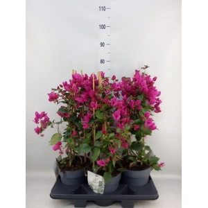 Bougainvillea  'Sanderiana'
