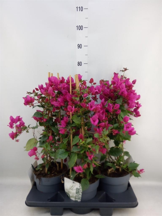 <h4>Bougainvillea  'Sanderiana'</h4>