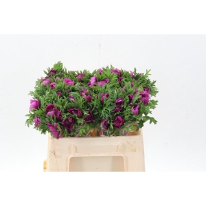 Anem Levante Fuchsia