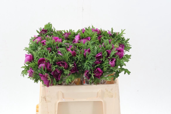 <h4>Anem Levante Fuchsia</h4>