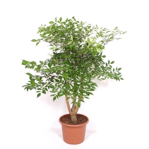 Heteropanax chinensi