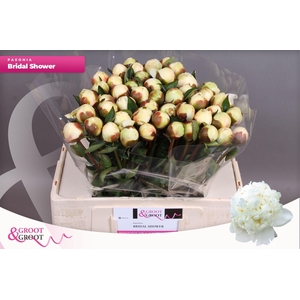 Paeonia Bridal Shower