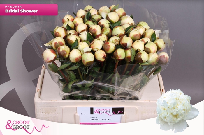 <h4>Paeonia Bridal Shower</h4>